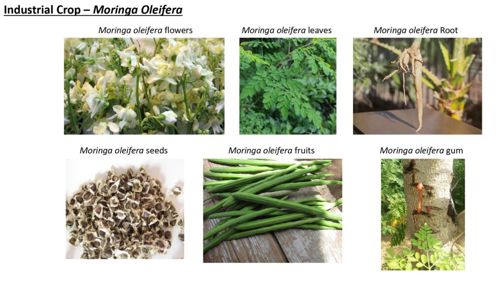 Beyond Moringa 2023_page-0012