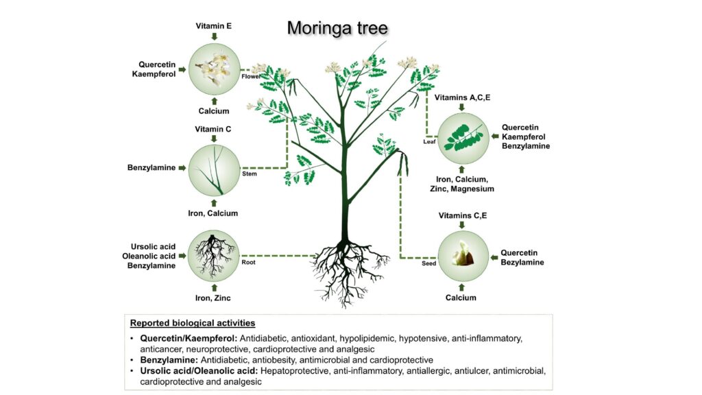 Beyond Moringa 2023_page-0014
